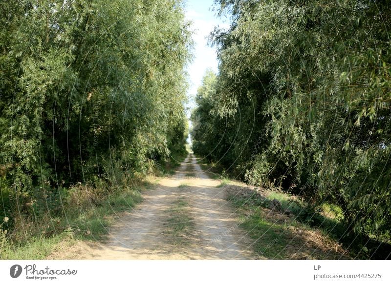 Footpath through the wood believe pray Prayer Hope Spirituality Belief Peace tranquillity Exceptional Wanderlust Beginning Holy Christ Jesus house of God Calm