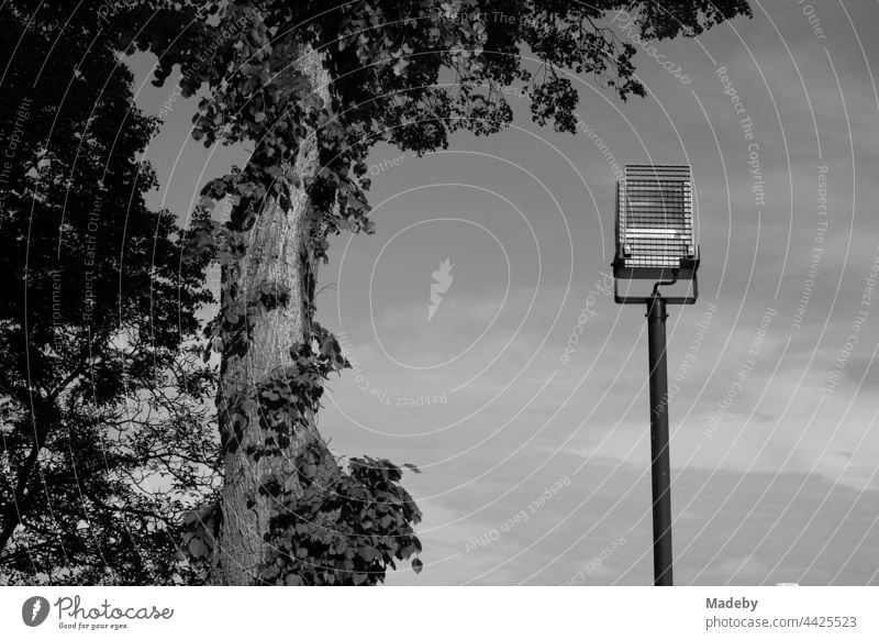 Spotlight pole for illumination of the castle Gleiberg with old tree in the sunshine in summer in Wettenberg Krofdorf-Gleiberg near Giessen in Hesse, photographed in traditional black and white