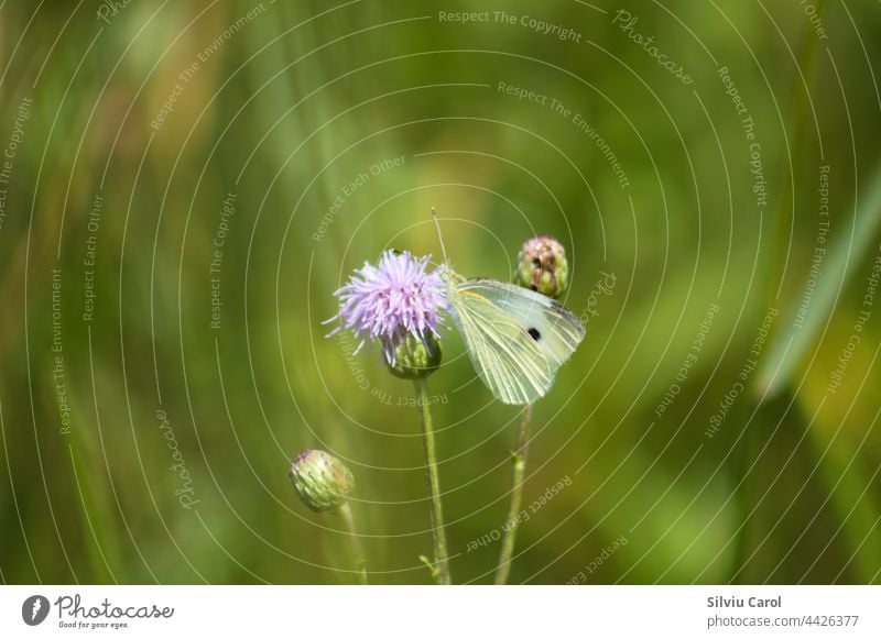 White butterfly on creeping thistle in bloom close-up view of wildlife yellow beauty nature insect grass animal green wing summer cabbage flower macro beautiful