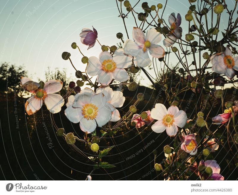 in full bloom Chinese Anemone petals Pistil Stalk Ambitious Harmonious Leaf Back-light Brilliant detail Detail Idyll Close-up Sunbeam Landscape Environment