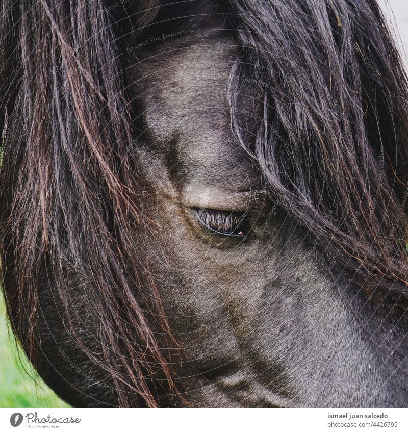 black horse portrait in the nature animal wild head eyes ears hair cute beauty elegant wild life wildlife rural meadow farm grazing pasture outdoors field