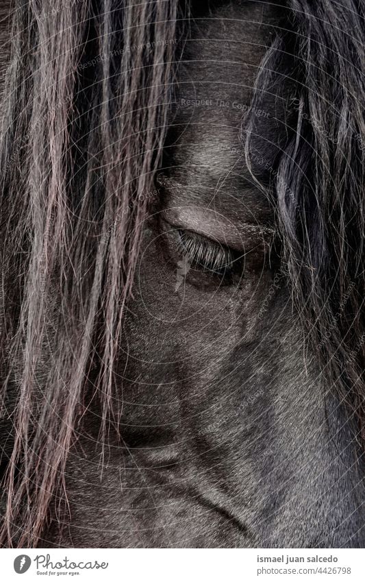 black horse portrait, horse eye animal wild head eyes ears hair nature cute beauty elegant wild life wildlife rural meadow farm grazing pasture outdoors field