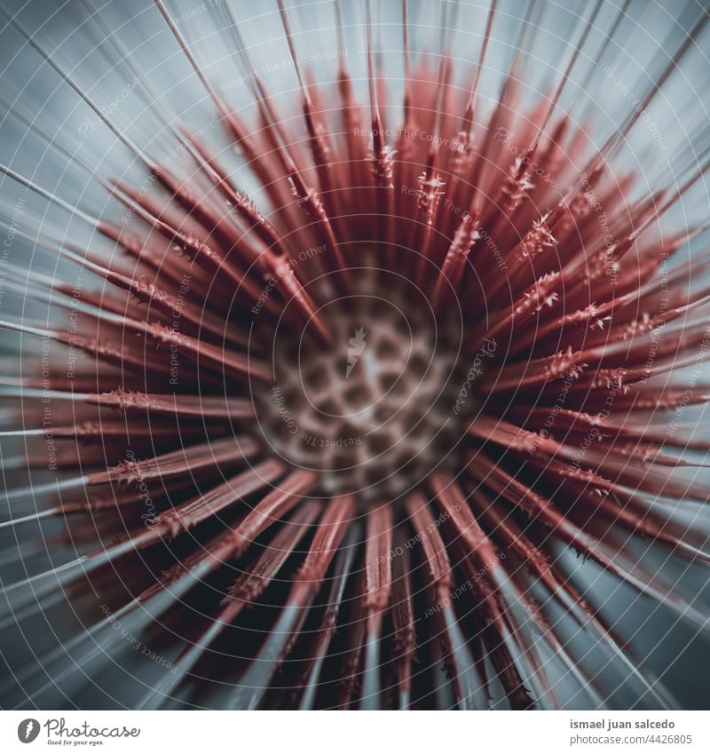 close up of a dandelion seed in springtime flower plant white floral garden nature natural beautiful decorative decoration abstract textured soft softness