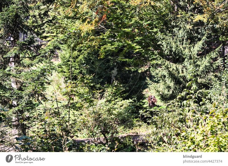 Today I would like to give you a (k)bear Tree bush Wilderness Bear Freedom Brown bear Colour photo Deserted Forest Exterior shot Mammal Day Wild animal Nature