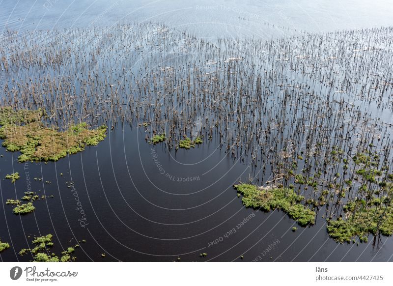 Flooded area l Land under floodplain renaturation land under Dead trees Bird's-eye view UAV view Water Landscape Climate change Deluge High tide