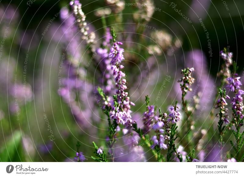 As much as I like Heath. Today is a heathen day. I love without complaint Erika Erica Ericaceae heather uncontrolled growth Nature reserve Environment