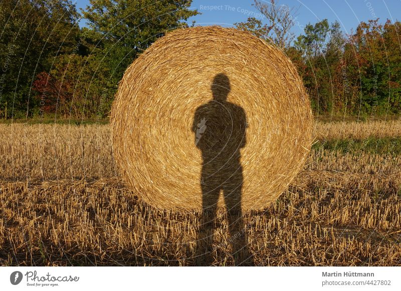 Straw bales in a field after the harvest Harvest Field Summer Nature Bale of straw Agriculture Meadow Stubble field Grain