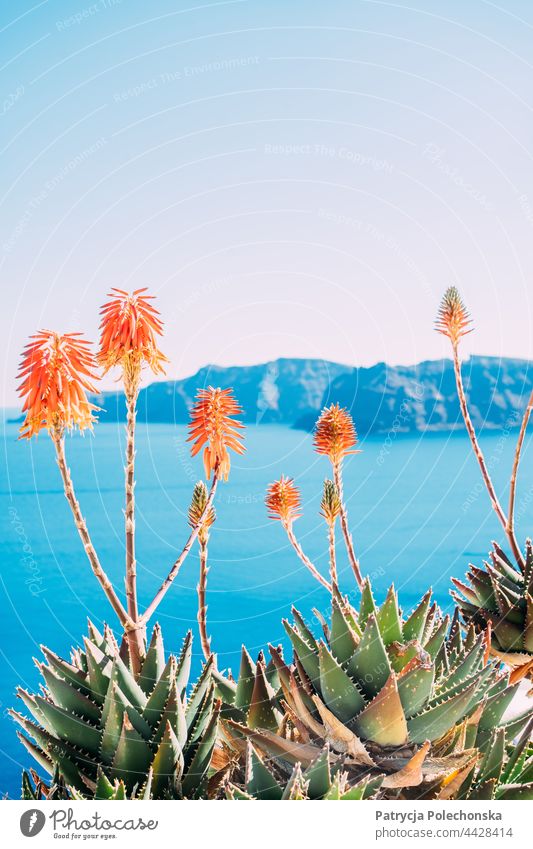 Orange agave flowers with the blue Mediterranean sea in the background Agave Sea Summer Blue Floral Nature Island Greece