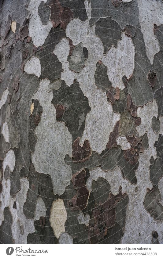 tree trunk textured background wood wooden material surface pattern abstract nature outdoors Camouflage Camouflage colour