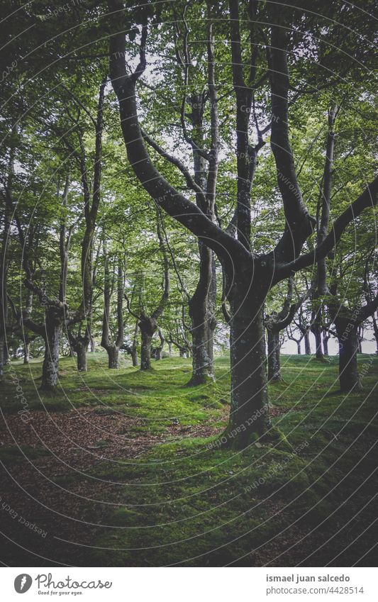 beech forest in summertime Beech tree Beech wood Beech leaf trees trunks green leaves branches mountain nature landscape outdoors travel place spring springtime