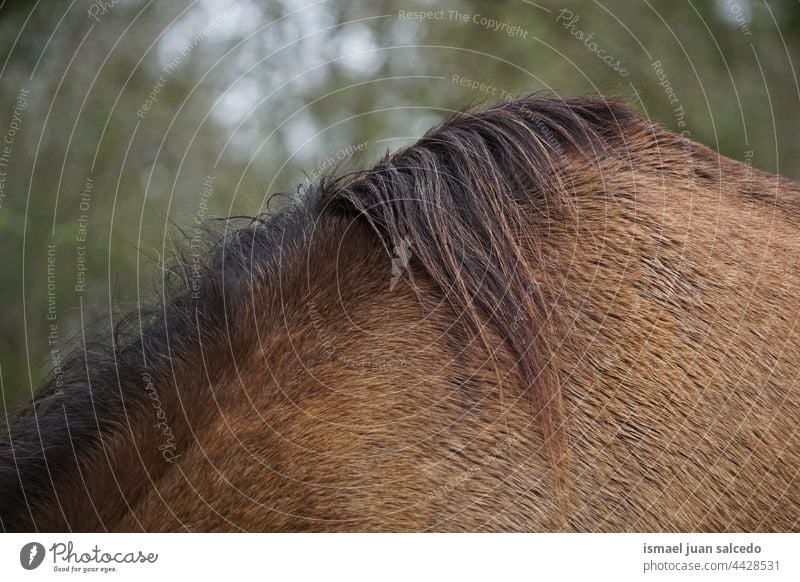 brown horsehair portrait animal wild head eyes ears nature cute beauty elegant wild life wildlife rural meadow farm grazing pasture outdoors field country