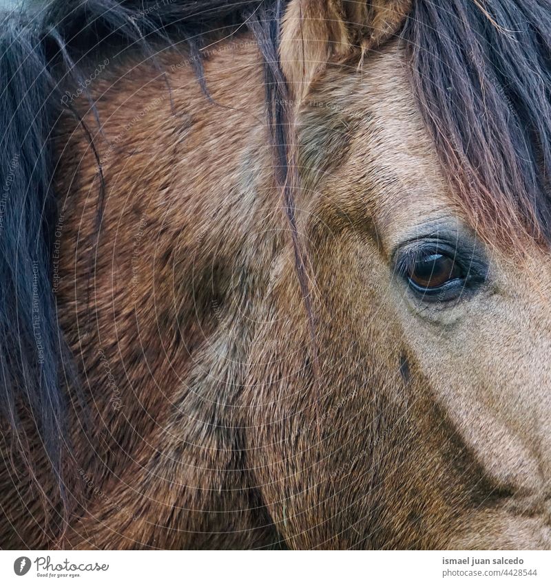 brown horse eye portrait animal wild head eyes ears hair nature cute beauty elegant wild life wildlife rural meadow farm grazing pasture outdoors field country