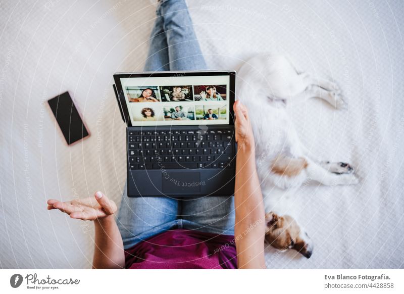 top view of unrecognizable woman at home doing video call with friends on mobile phone while cute jack russell dog resting on bed. Home office, Pets, love and relax