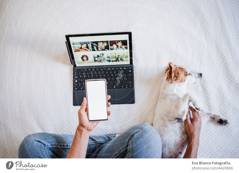 woman on video call with friends on laptop. cute small jack russell dog lying besides. using mobile mobile. technology and home office unrecognizable computer