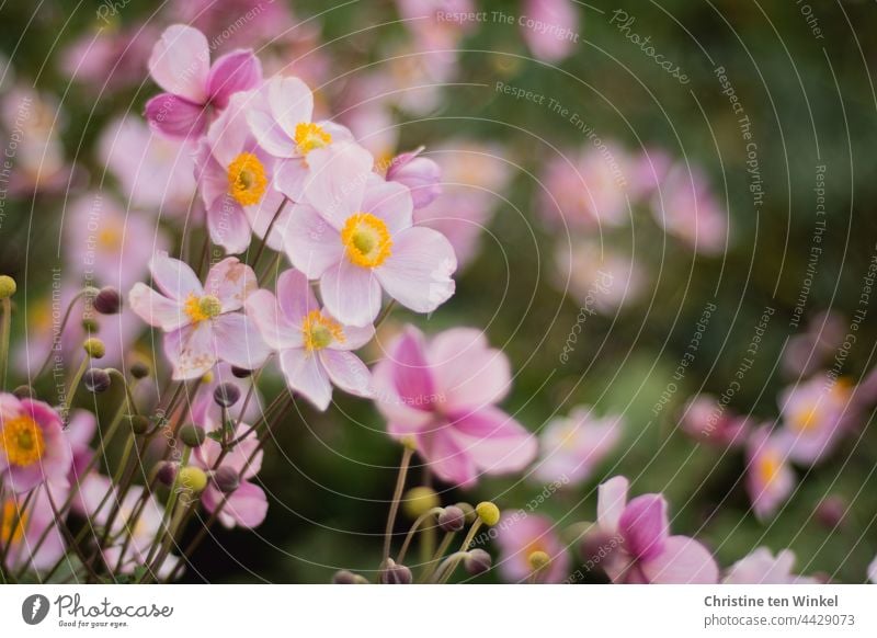 pink autumn anemones (Anemone hupehensis) Chinese Anemone pink flower morning light Autumn Anemone Garden blurriness Blossoming Plant Flower Delicate pretty Spa