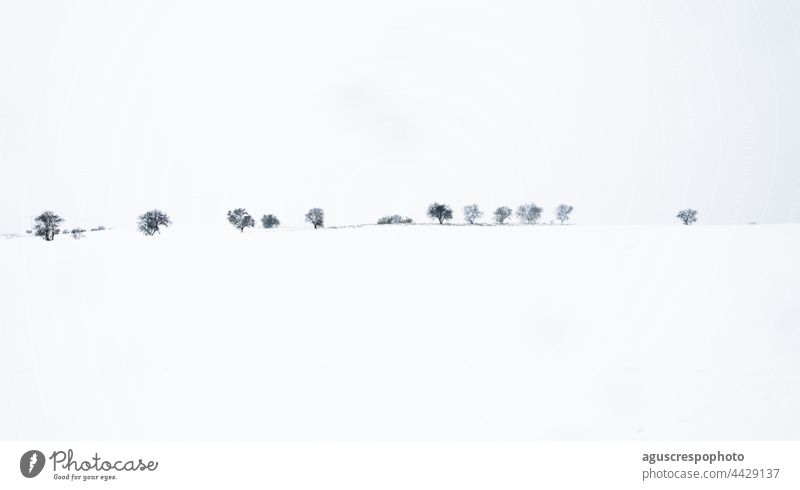 Snow landscape. Line of trees on the horizon after a winter storm. copy space. Winter concept snow line snowy christmas frost oak frosty cold countryside field