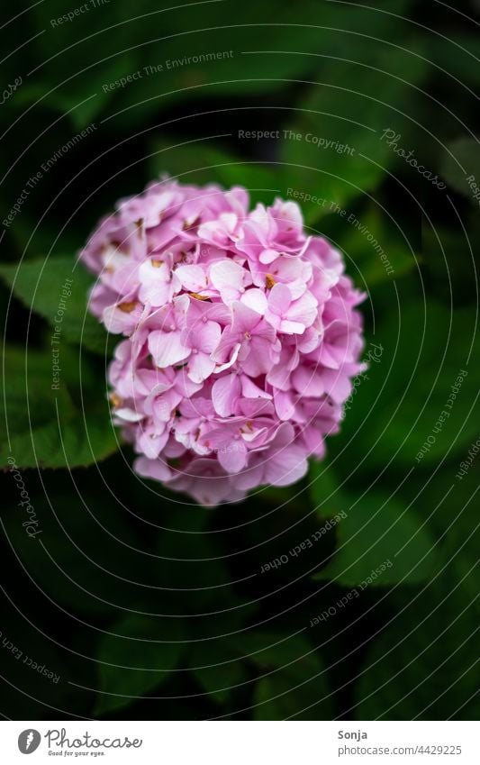 A pink hydrangea on the bush Hydrangea Pink Blossom Flower Close-up Colour photo Plant Nature Hydrangea blossom Blossoming Detail Exterior shot Garden