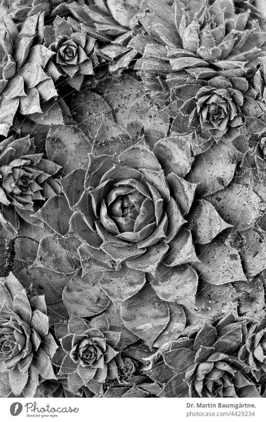 Houseleek, Sempervivum sp.at the location in the Austrian Central Alps houseleek Plant Rosette Rosettes Daughter rosettes Wild plant Alpine water storing