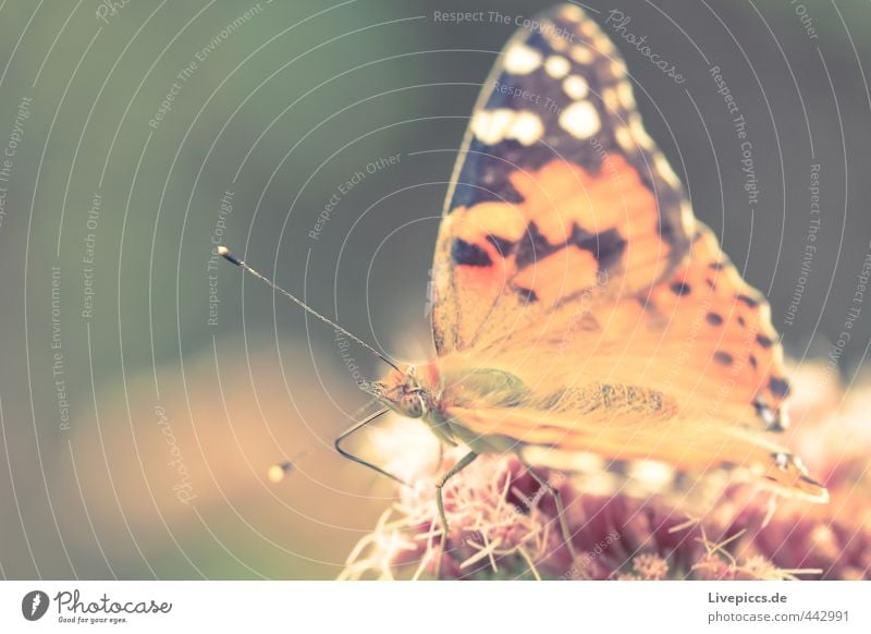 butterfly Animal Wild animal Butterfly Eating Sit Thin Elegant Beautiful Small Natural Soft Orange Colour photo Subdued colour Exterior shot Close-up Detail