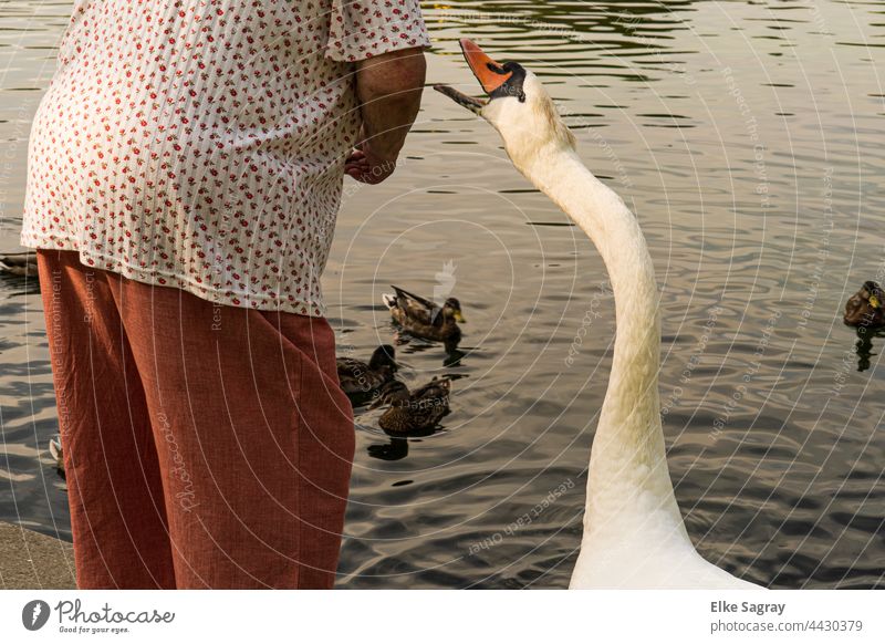 Begging swan at the water Swan Animal Exterior shot Day Nature Colour photo Water White