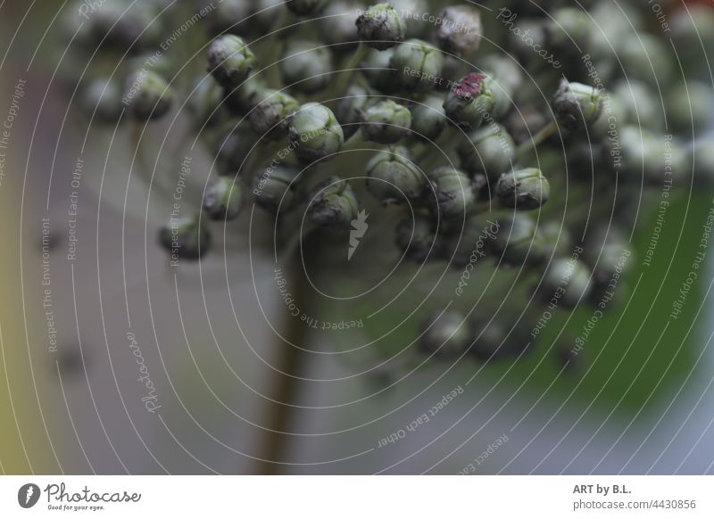 they all find their way... Delicate many seeds a lot Sámen ornamental garlic leek detail Garden allium Flower Season Close-up macro Wonder Wonders of nature