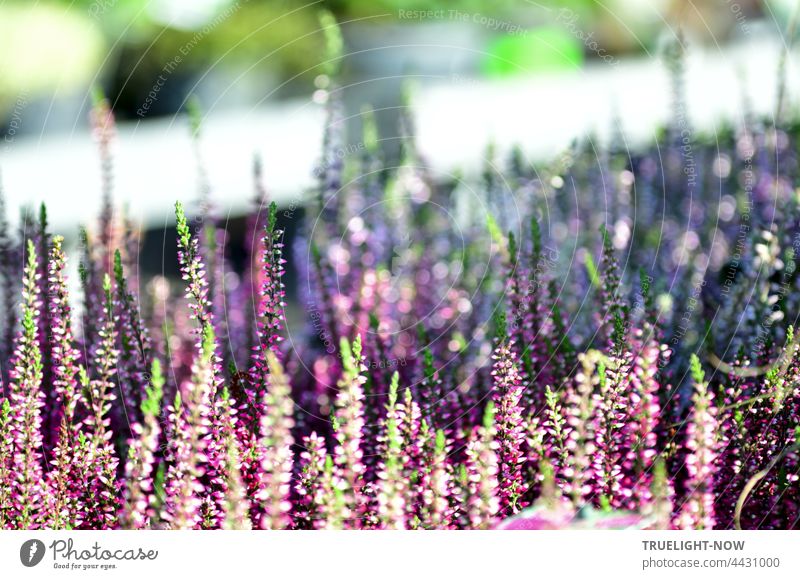 Erica assorted. Grave decorations for autumn and winter. From the garden center. Ericaceae Heather family winter heath bud heather Garden Center Ledger