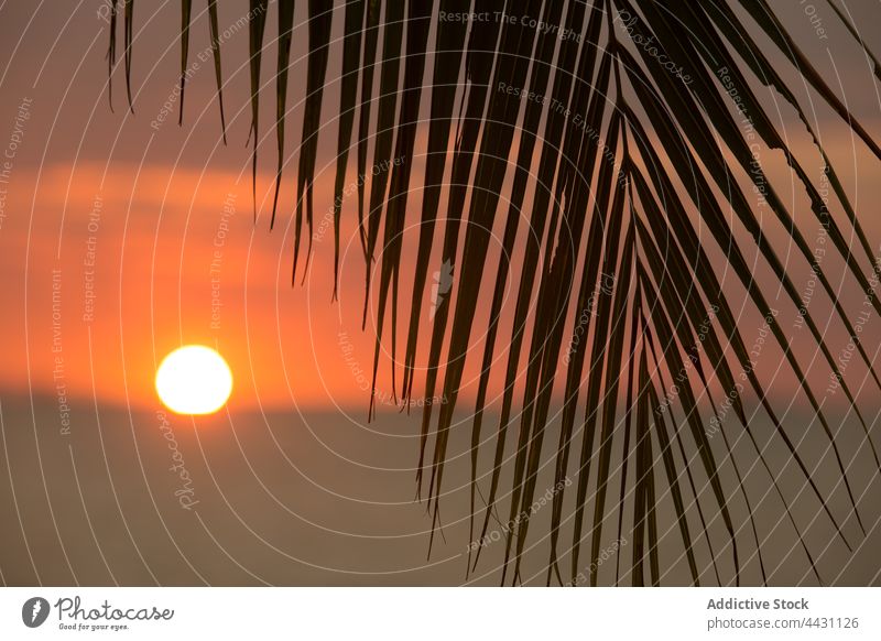 Palm branch against sun setting on horizon palm sunset exotic plant orange environment tropical nature sundown growth leaf tree botany vegetate stem twig sprig