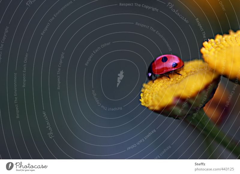 Lucky beetle with text space lucky beetle Ladybird Happy Good luck charm symbol of luck yellow flowers Beetle Joie de vivre (Vitality) blooming wild flowers