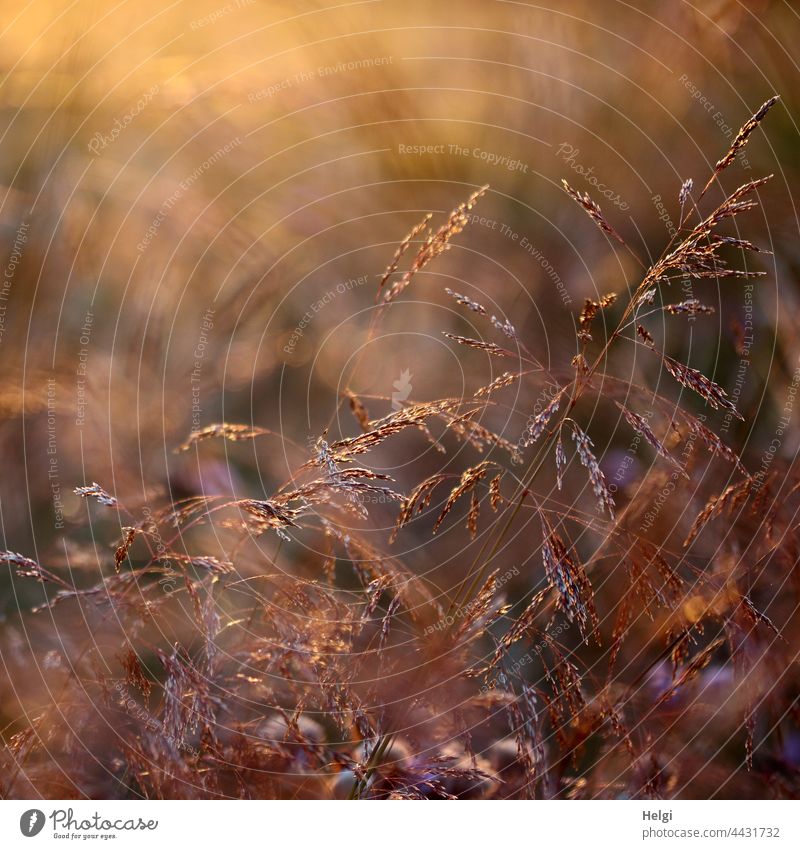 Grasses in the backlight of the evening sun blade of grass Sunlight Back-light Evening sun Close-up Macro (Extreme close-up) Delicate Shallow depth of field