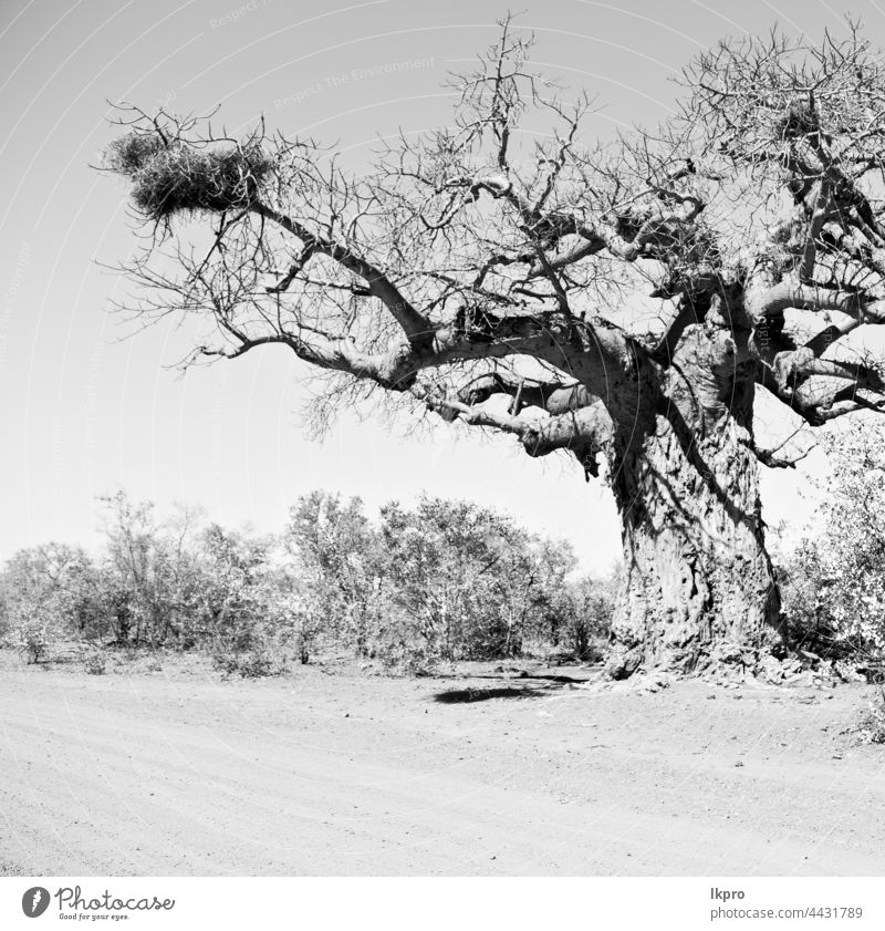 in south africa   street and baobab madagascar african landscape big nature morondava huge vegetation flora plant avenue travel old forest tropical large dry