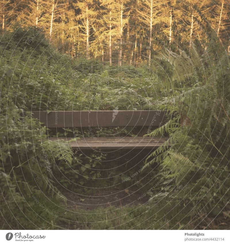 Lonely bench between ferns in a forest Bench Wooden bench Fern Forest Green Brown by oneself Deserted Exterior shot Colour photo Day Nature Loneliness Seating