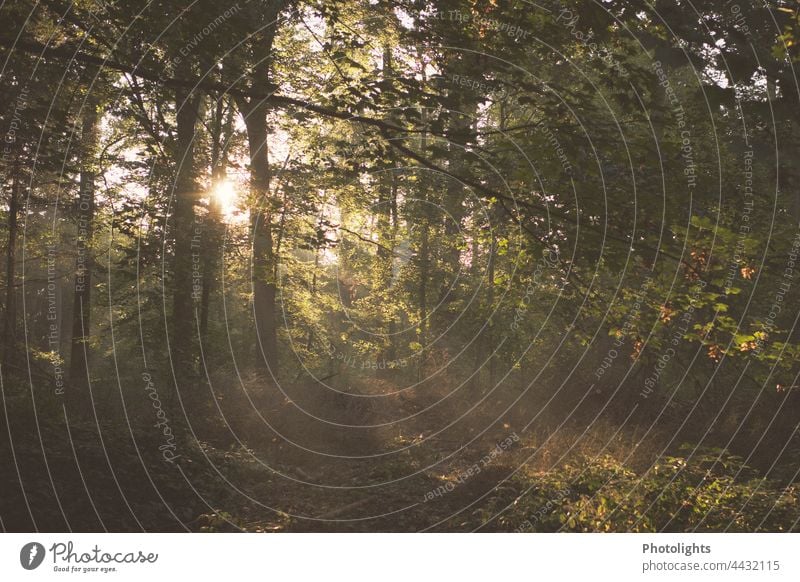 Forest walk with morning sun To go for a walk Hiking Sun warm Nature Landscape trees bushes Exterior shot Environment Relaxation Sunlight Tree Deserted