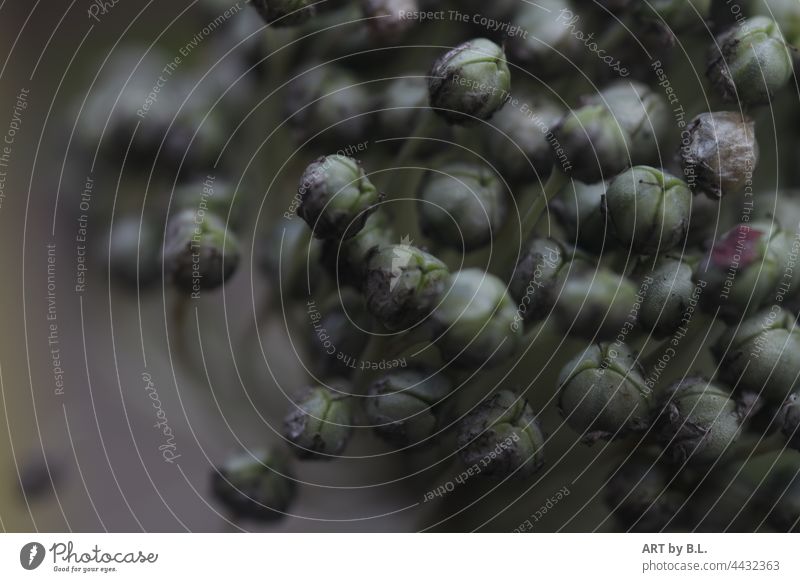 please don't push... Delicate many seeds a lot Sámen ornamental garlic leek detail Garden allium Flower Season Close-up macro Wonder Wonders of nature