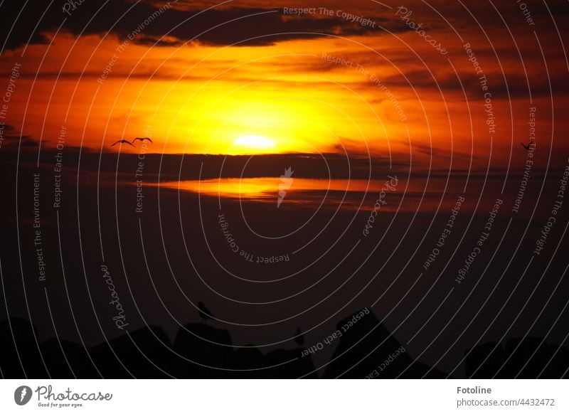 Sunset on the dune of Helgoland. The sun sinks dramatically on the horizon, seagulls sit on the tetrapods and watch the spectacle with us. Clouds Sky Evening