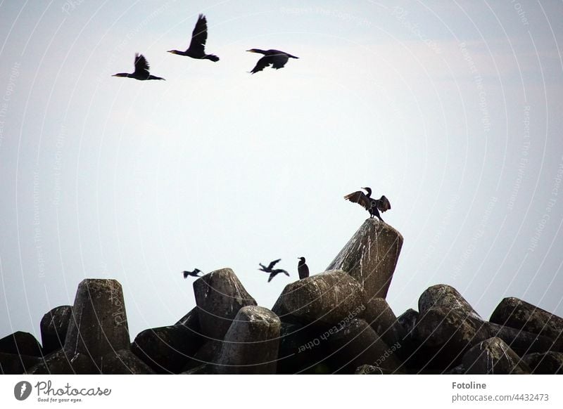 The airspace above the tetrapods on the dune of Helgoland is crowded. Cormorants fly elegantly through the air. One is still drying its plumage. Exterior shot