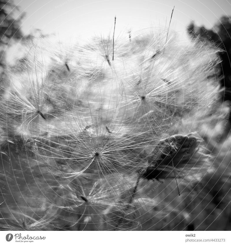 down flying seeds Plant Nature Environment Thin Near Small Hang Black & white photo Together Close-up Structures and shapes Macro (Extreme close-up) Detail