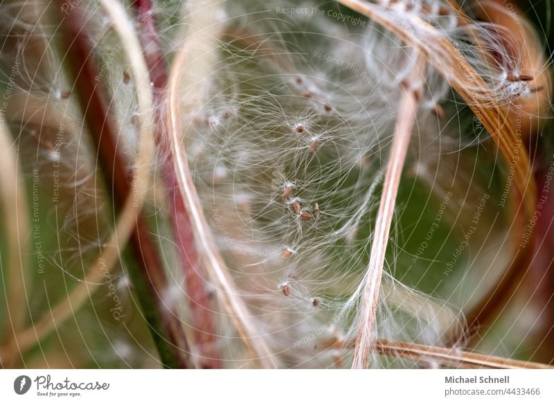 Macro image: Fine hairs and seeds of a plant Plant Delicate Tiny hair Macro (Extreme close-up) Detail White Soft Summer Easy Close-up Nature Ease Sámen Smooth