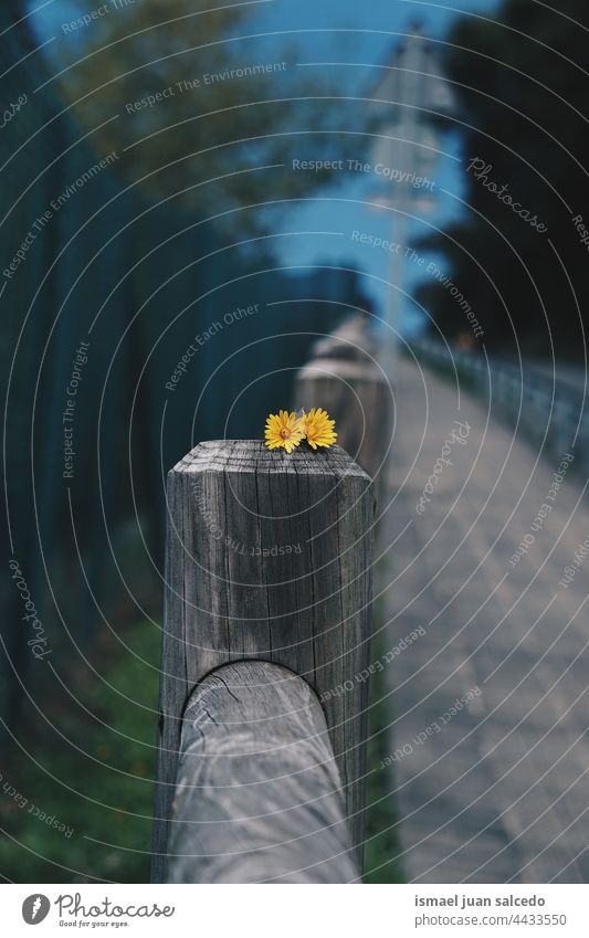 yellow flowers on the fence petals plant garden floral nature natural blossom decorative decoration romantic beauty fragility background spring springtime