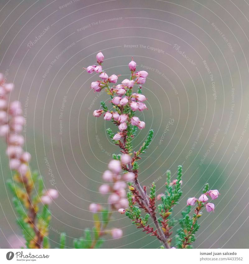 beautiful pink flower plant in the nature in sprigtime petals garden floral blossom natural decorative decoration romantic beauty fragility background spring