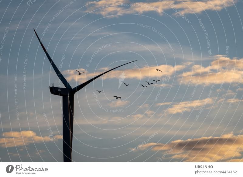 The birds fly high above in cloudy skies close to the rotor of the wind turbine wind power Wind energy plant Sky Renewable energy Energy industry Electricity