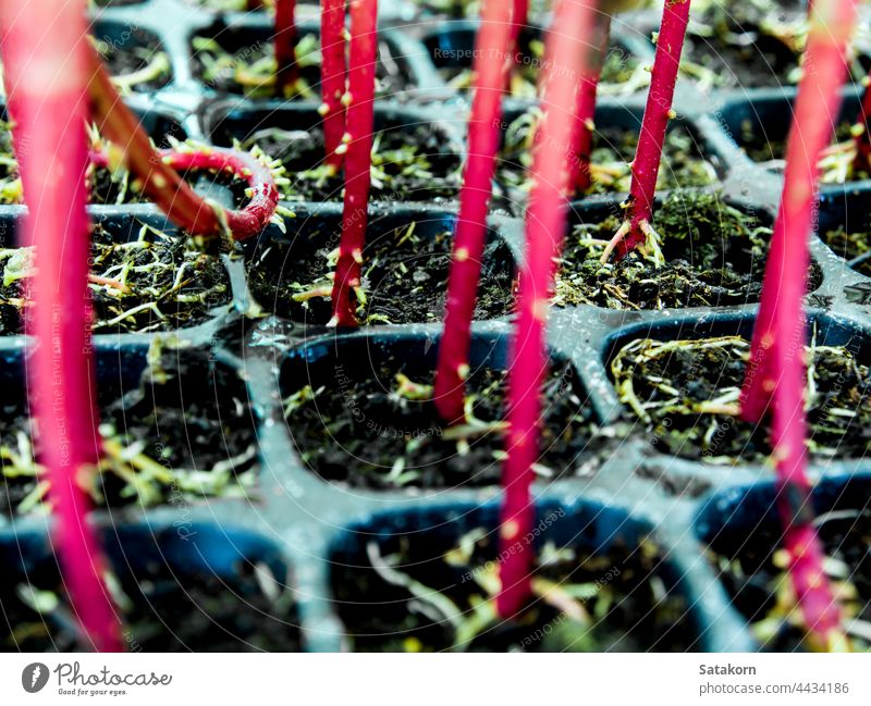 Red trunk of marigold seedling in plastic seedling tray roots young sprout nature flower plant background green red fresh garden growth agriculture gardening