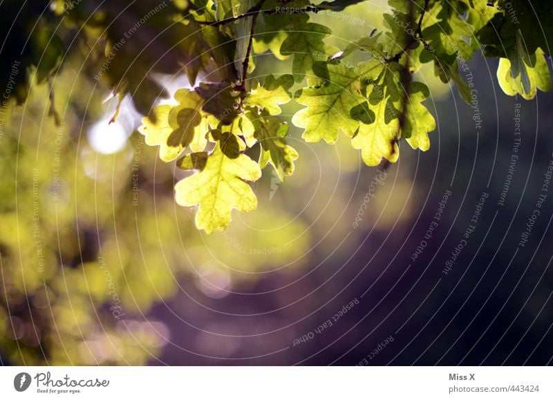 Autumn is here Beautiful weather Tree Leaf Park Forest Illuminate Green Oak leaf Oak tree Branch Twig Acorn Autumnal Autumnal colours Early fall Automn wood