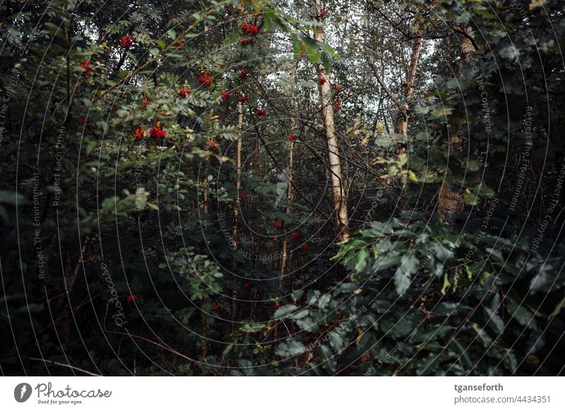 Birches in the moor Birch tree Bog Rawanberry Forest Exterior shot Deserted Landscape Environment Colour photo Marsh Nature Tree Plant late summer Emsland