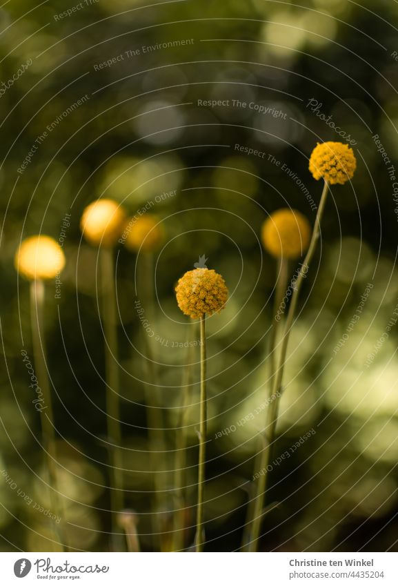 Craspedia globosa, drumstick against green background with speckled light and bokeh Flower Plant Drumstick flower Nature Yellow Round Blossom Modern naturally