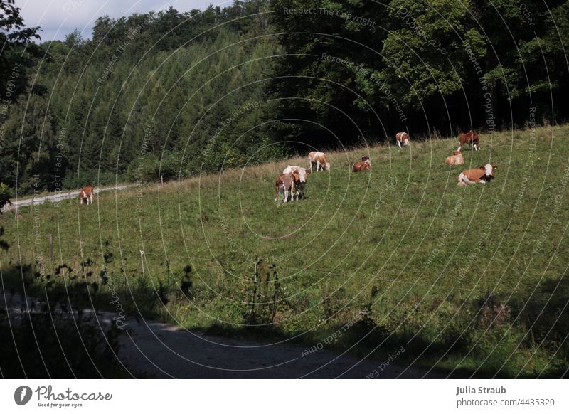 Cows grazing at the edge of the forest Forest Clearing Meadow Willow tree cows Cows in the pasture Sit Lie Stand To feed Ruminant chill relax relaxed Rhön