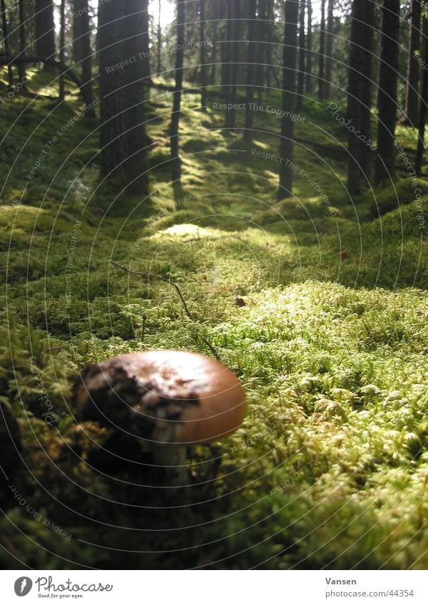 forest Forest Light Tree Mushroom Shadow