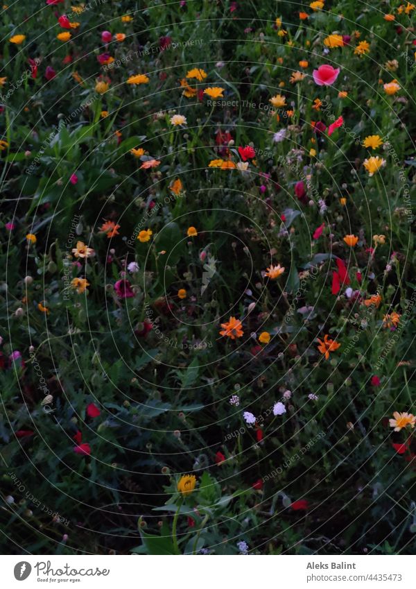 Colourful flower meadow flowers Flower meadow Meadow Blossoming Summer Colour photo Exterior shot variegated motley Deserted Nature