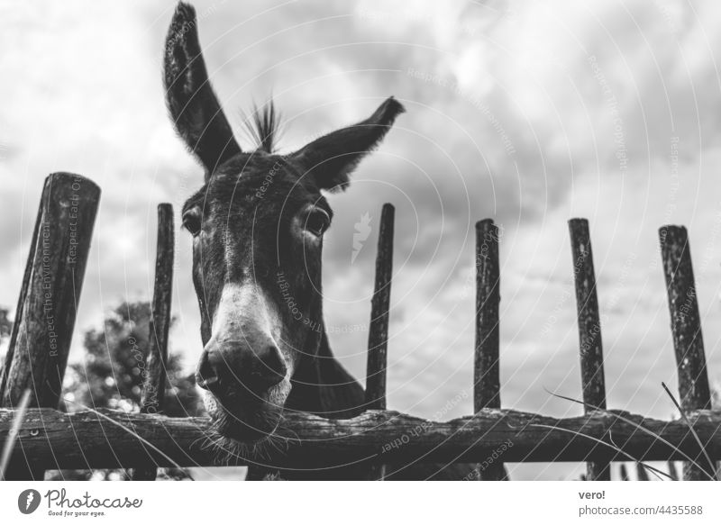 Donkey, wooden fence, b/w Close-up inquisitorial portrait Funny Looking into the camera Nostrils Facial hair Beard hair Snout ears Head eye contact Furstrip