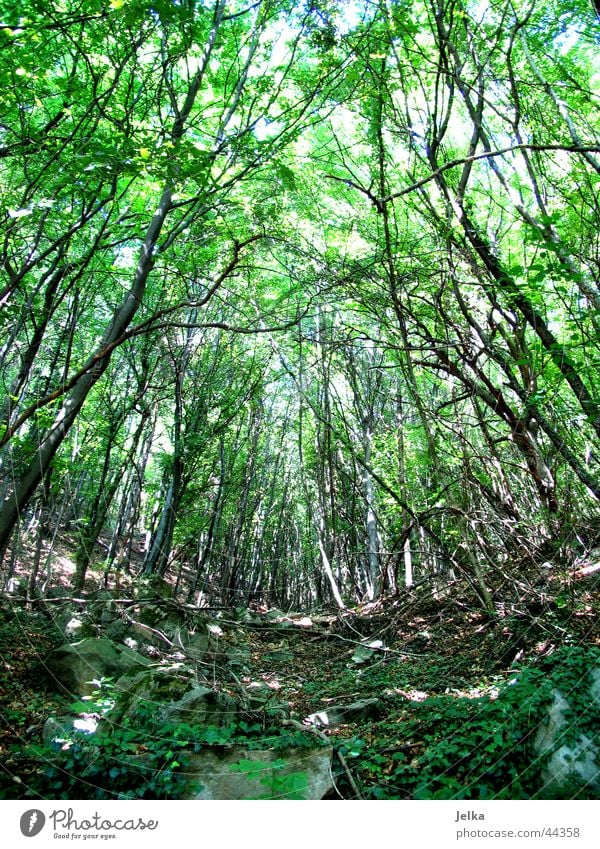 a little tree stands in the forest... Nature Tree Leaf Forest Green Woodground pure nature Colour photo