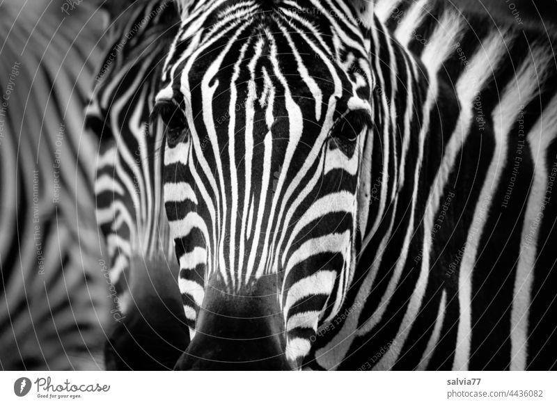 Zebra Look Zebra crossing Animal Wild animal Zebra Kook Looking Animal portrait Stripe Zoo Pattern Black & white photo Africa Striped Pelt Mammal Deserted